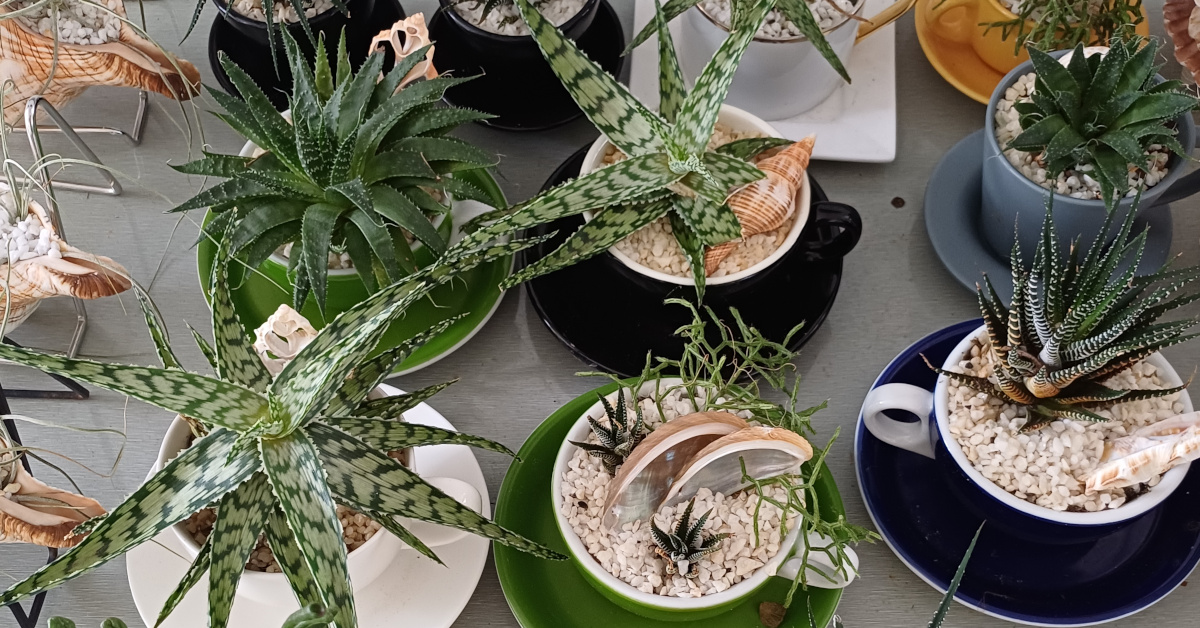 succulents in tea cups