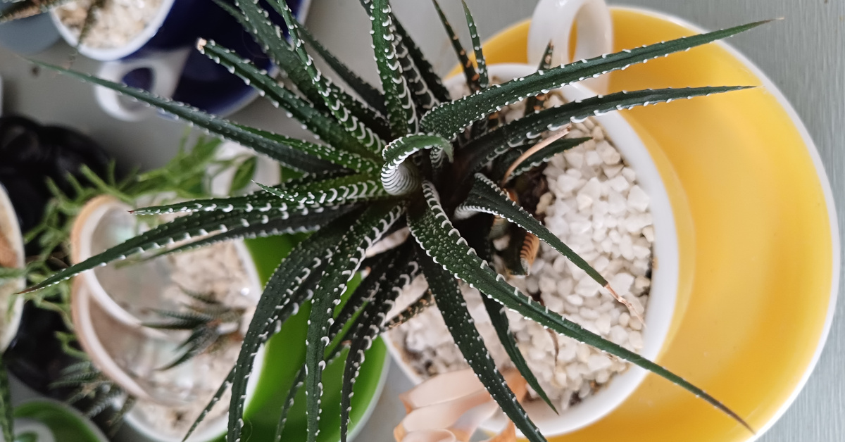 succulents in tea cups