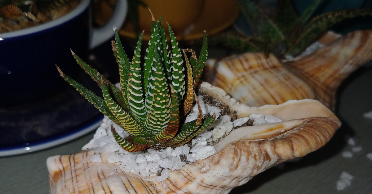 succulents & air plants in shells