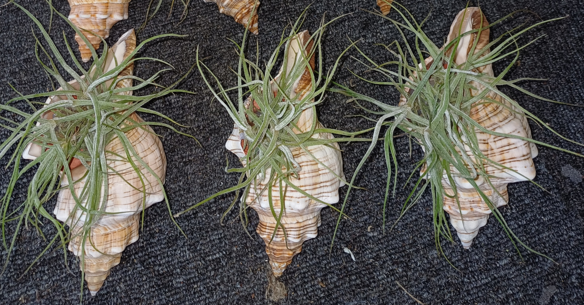 succulents & air plants in shells